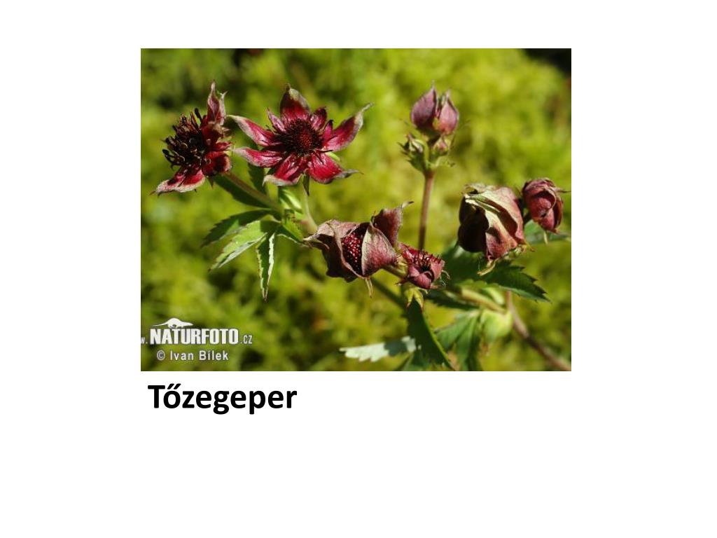  piros tőzegeper